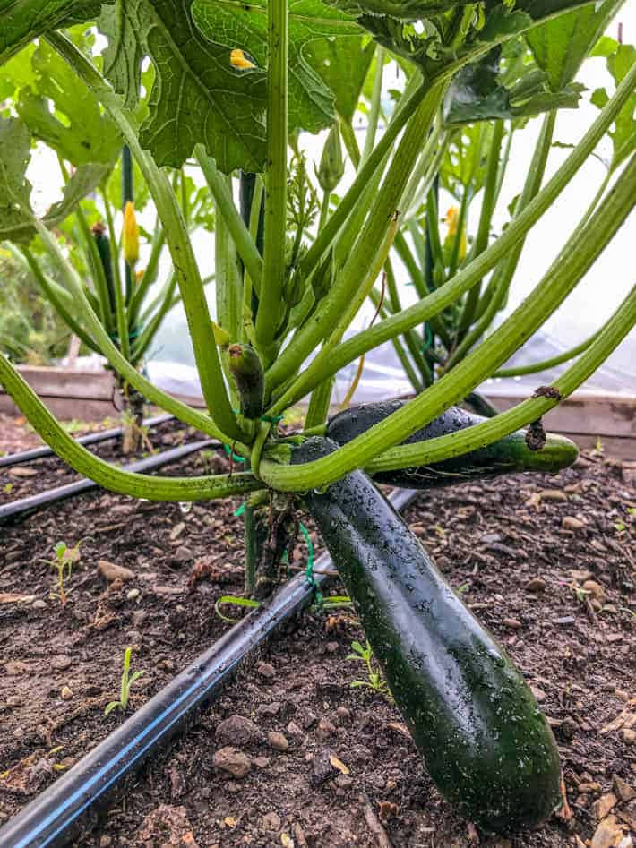 A Zucchini Plant In A Garden