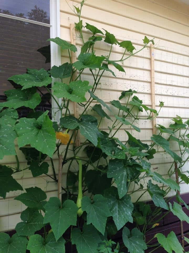 A Large Squash Plant In Front Of A House