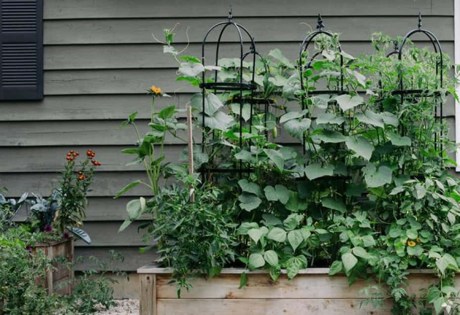 Grow Your Own Zucchinis With A Trellis
