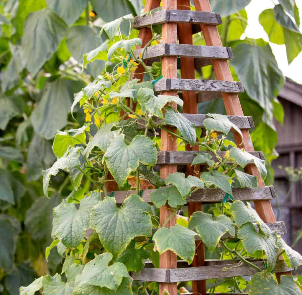A Wooden Ladder With Vines Growing Up It