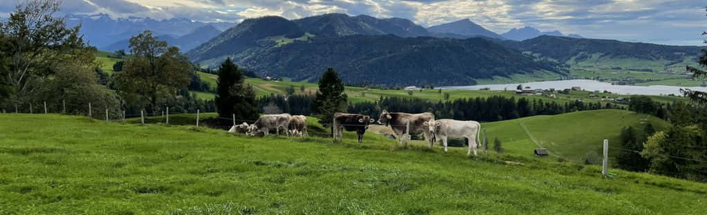 Zug_ Countryside_with_ Cows_and_ Lake Wallpaper