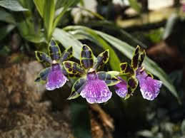 Variedadde Orquídea Zygopetalum Fondo de pantalla