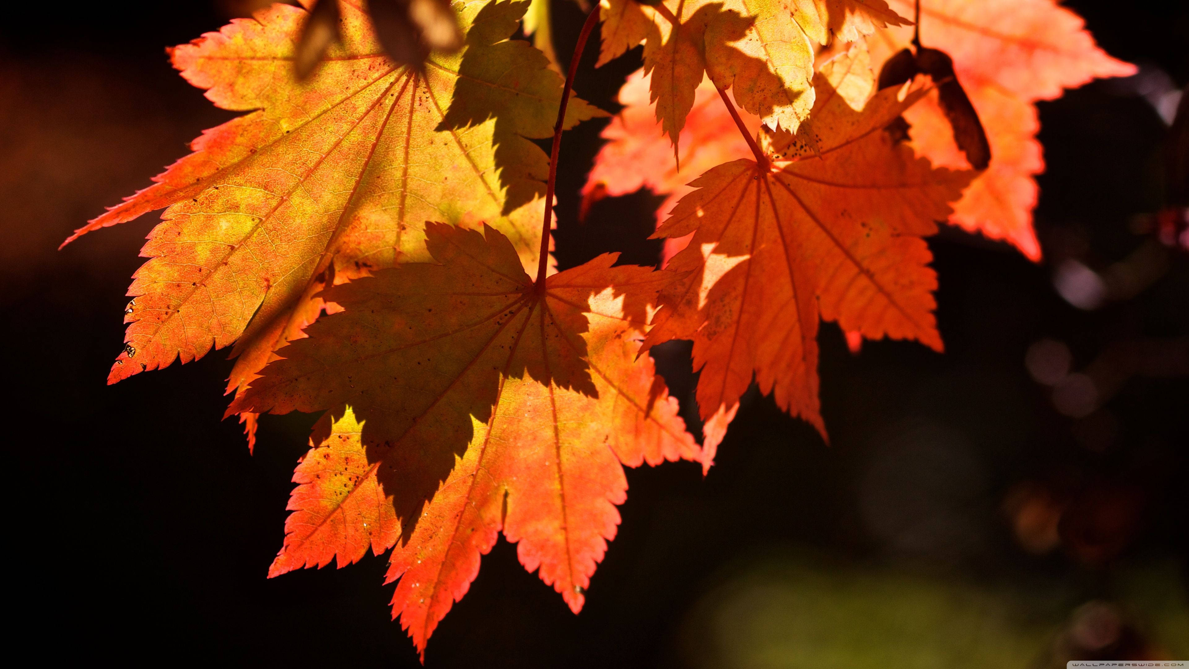 Download Autumn Red Maple Leaves Wallpaper 