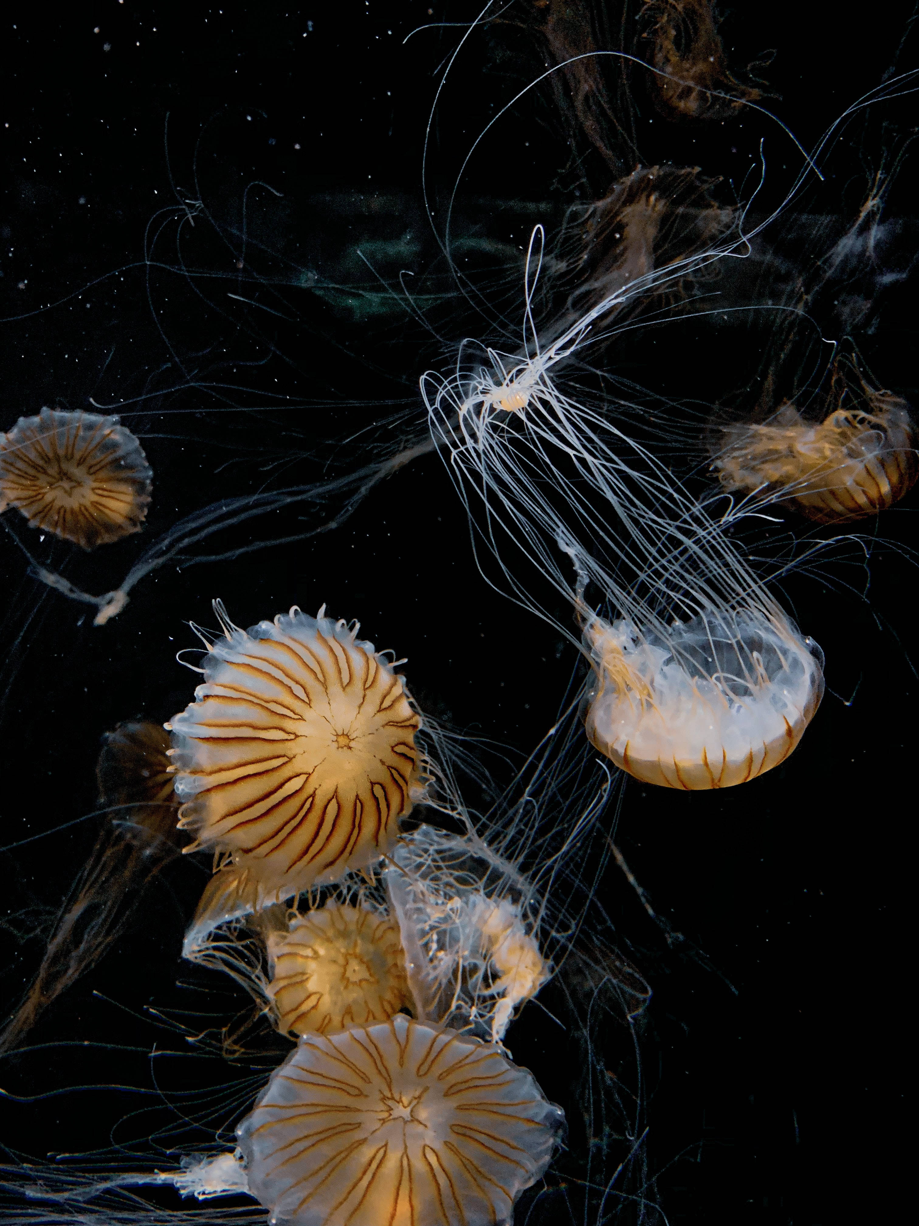 box jellyfish wallpaper