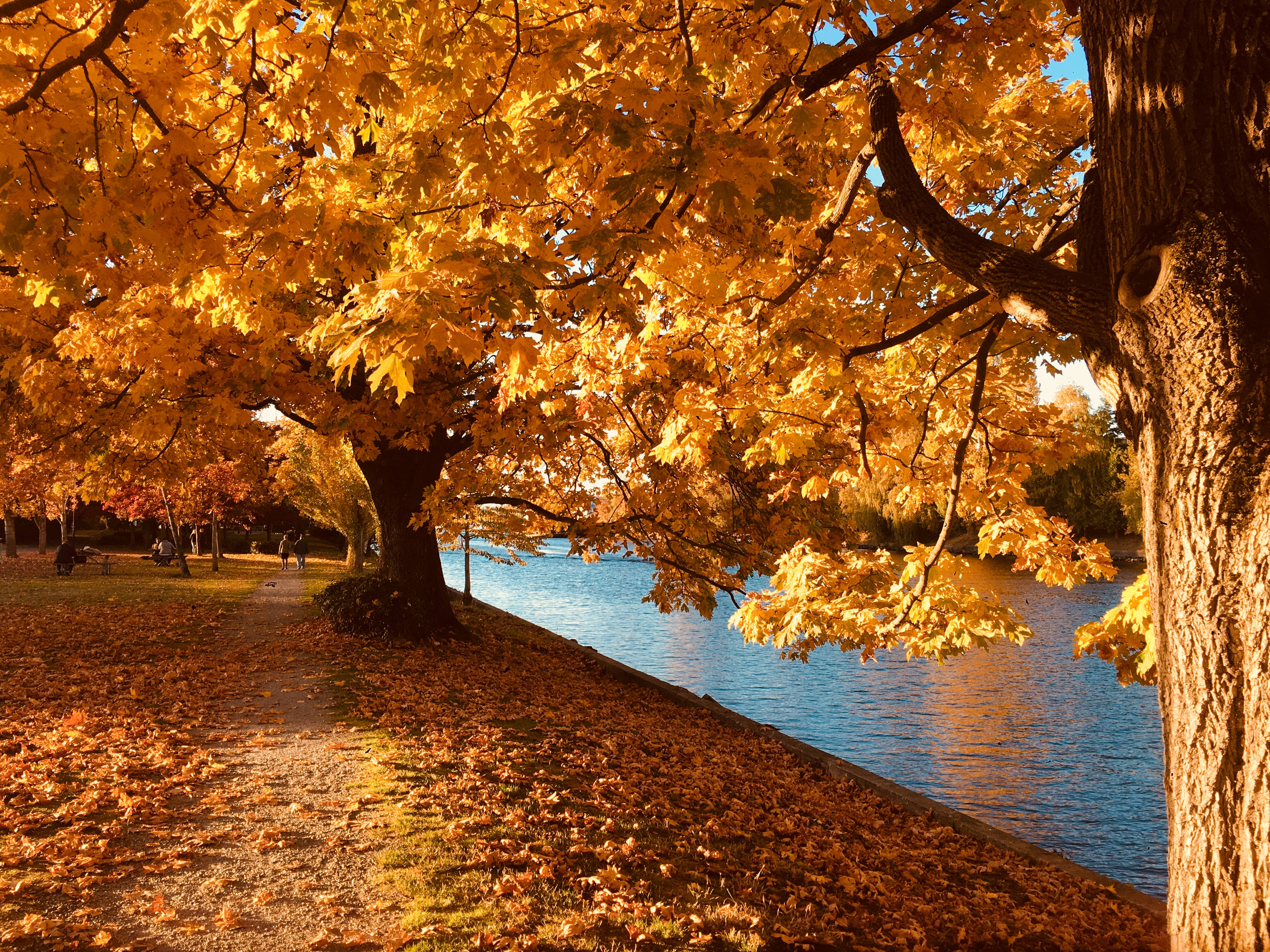 Download Lakeside Yellow Autumn Trees Wallpaper 