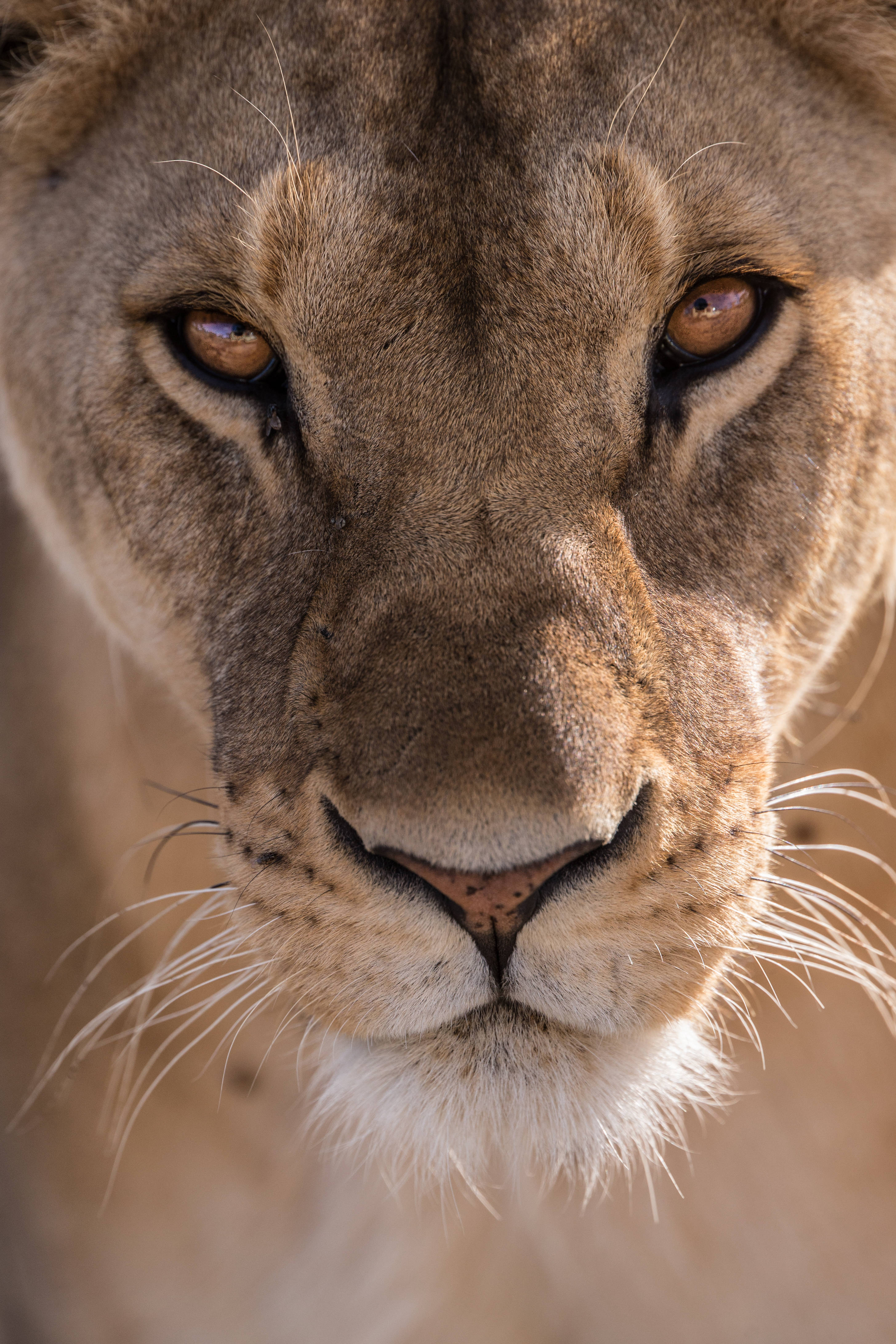 New Detroit logo features fiercer, leaping lion