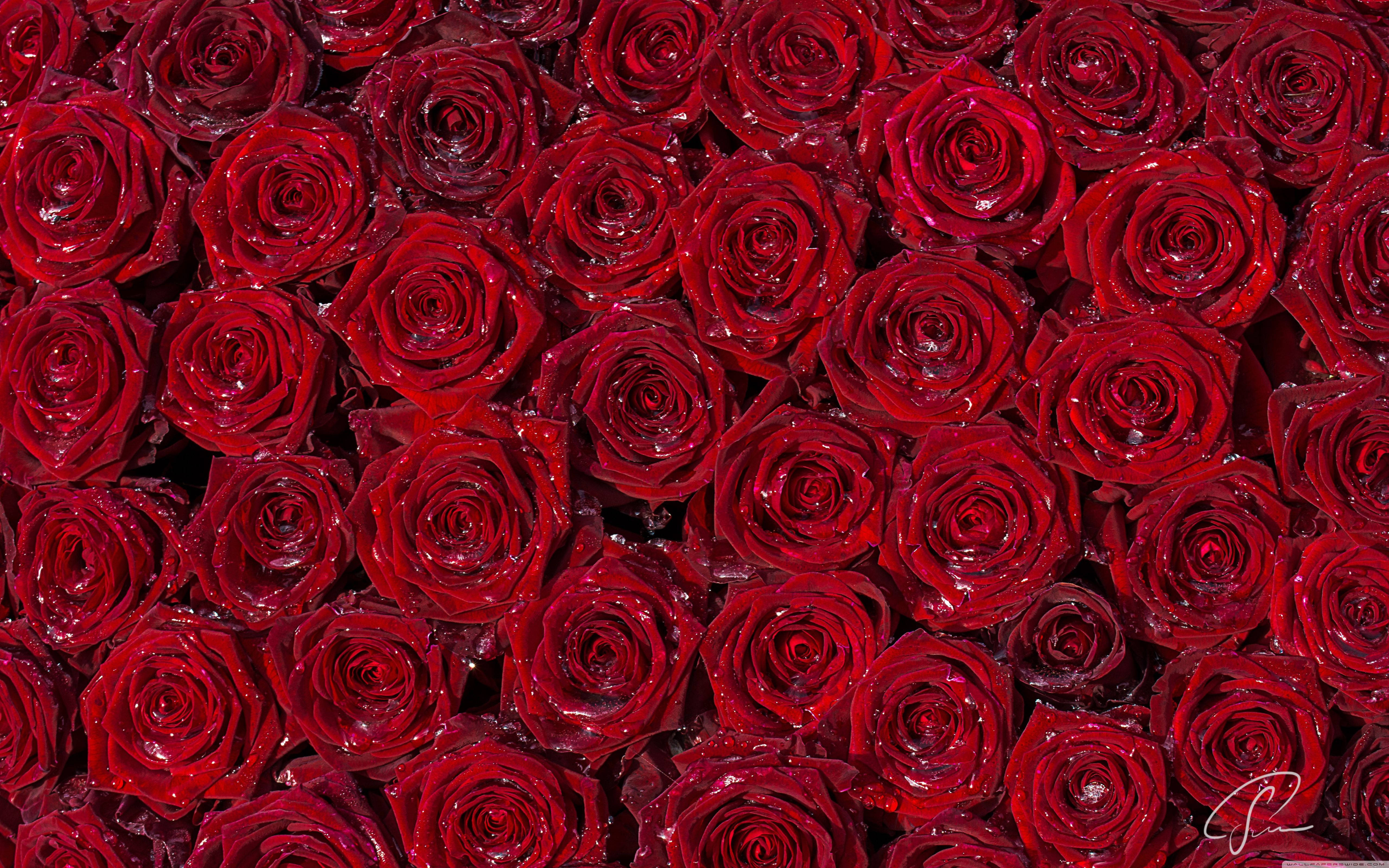 red rose wallpapers for desktop