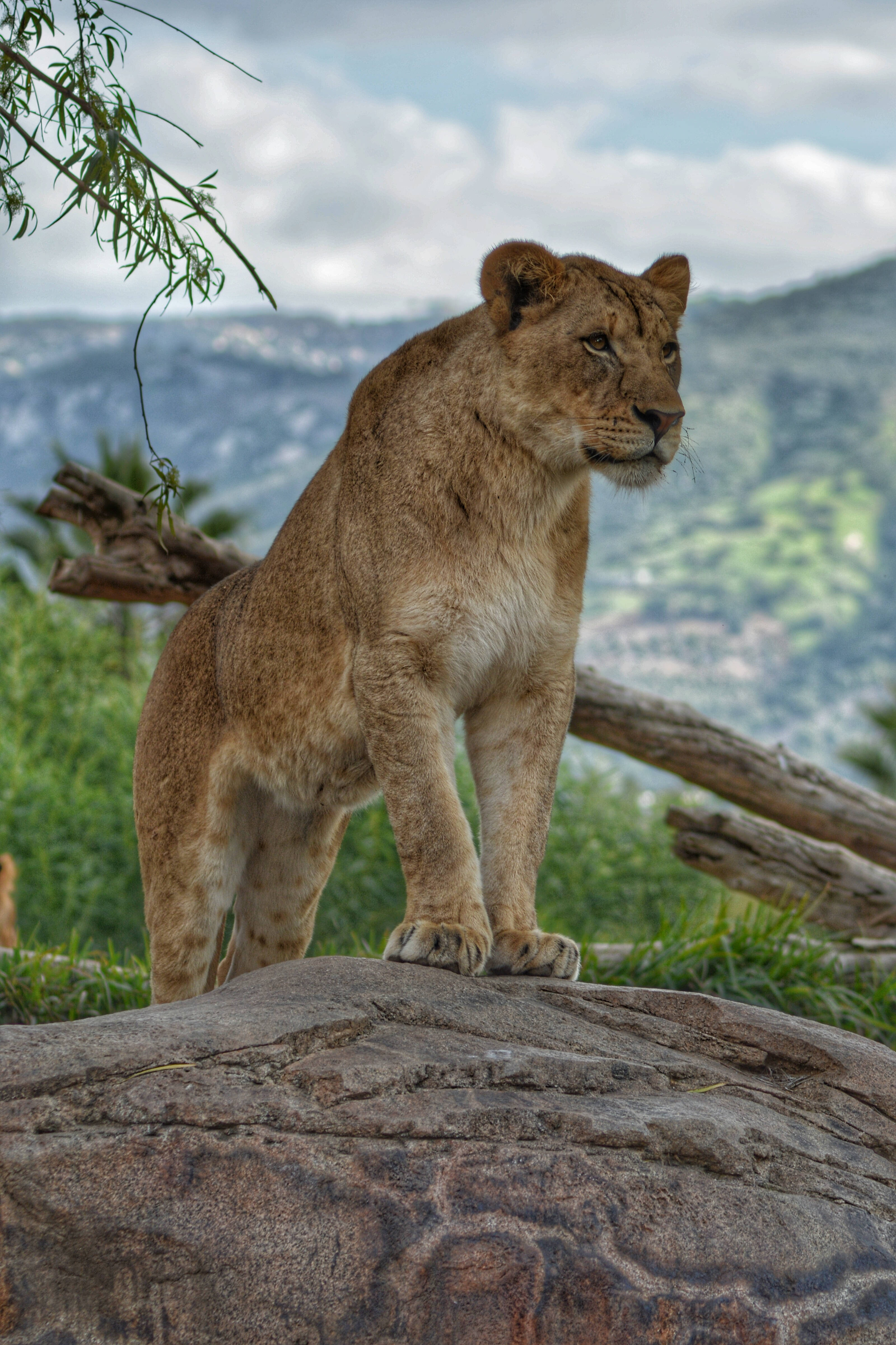 Download Standing Lion Predator Wallpaper 