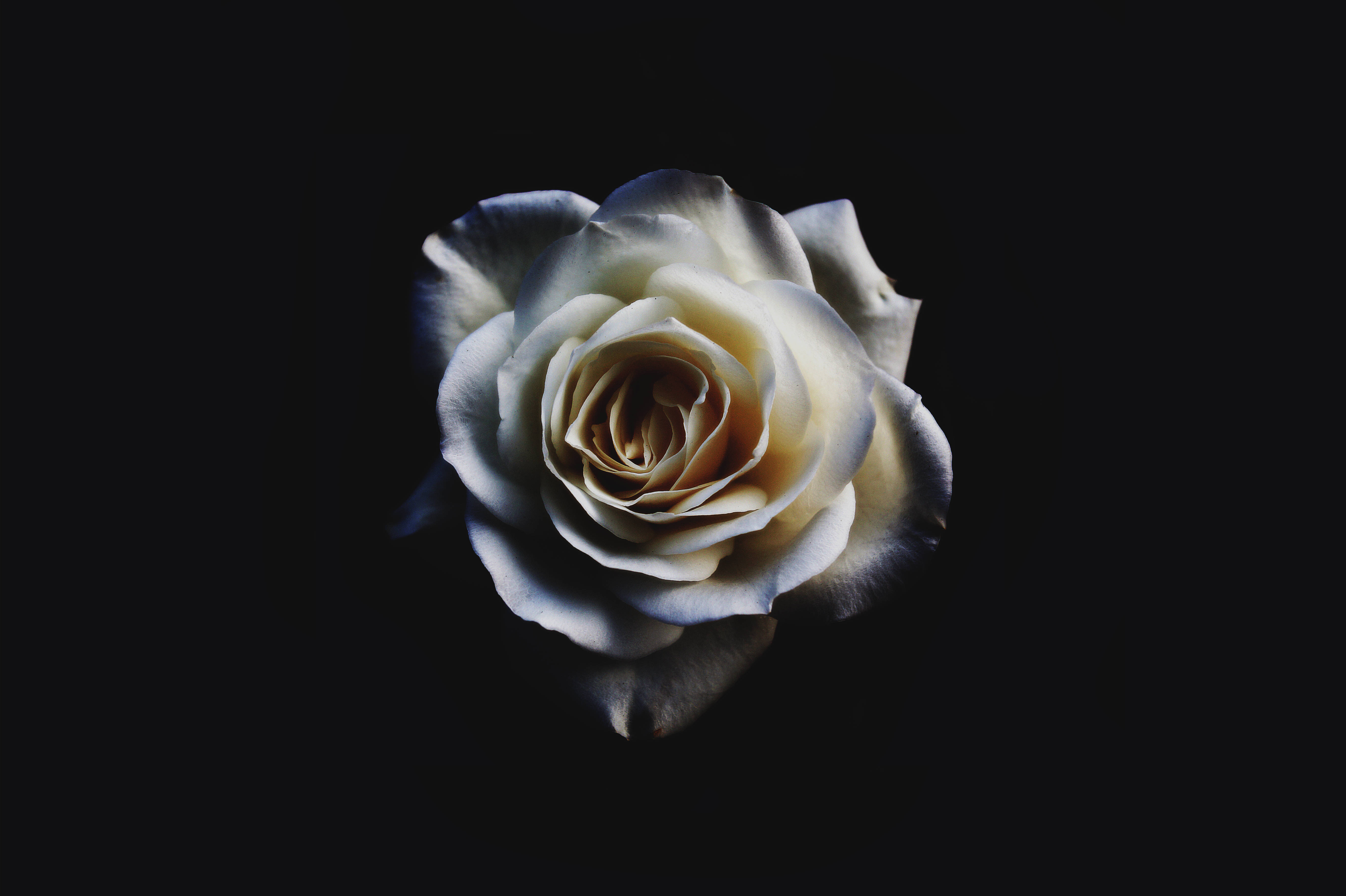 Download White Rose In Black Background Wallpaper 