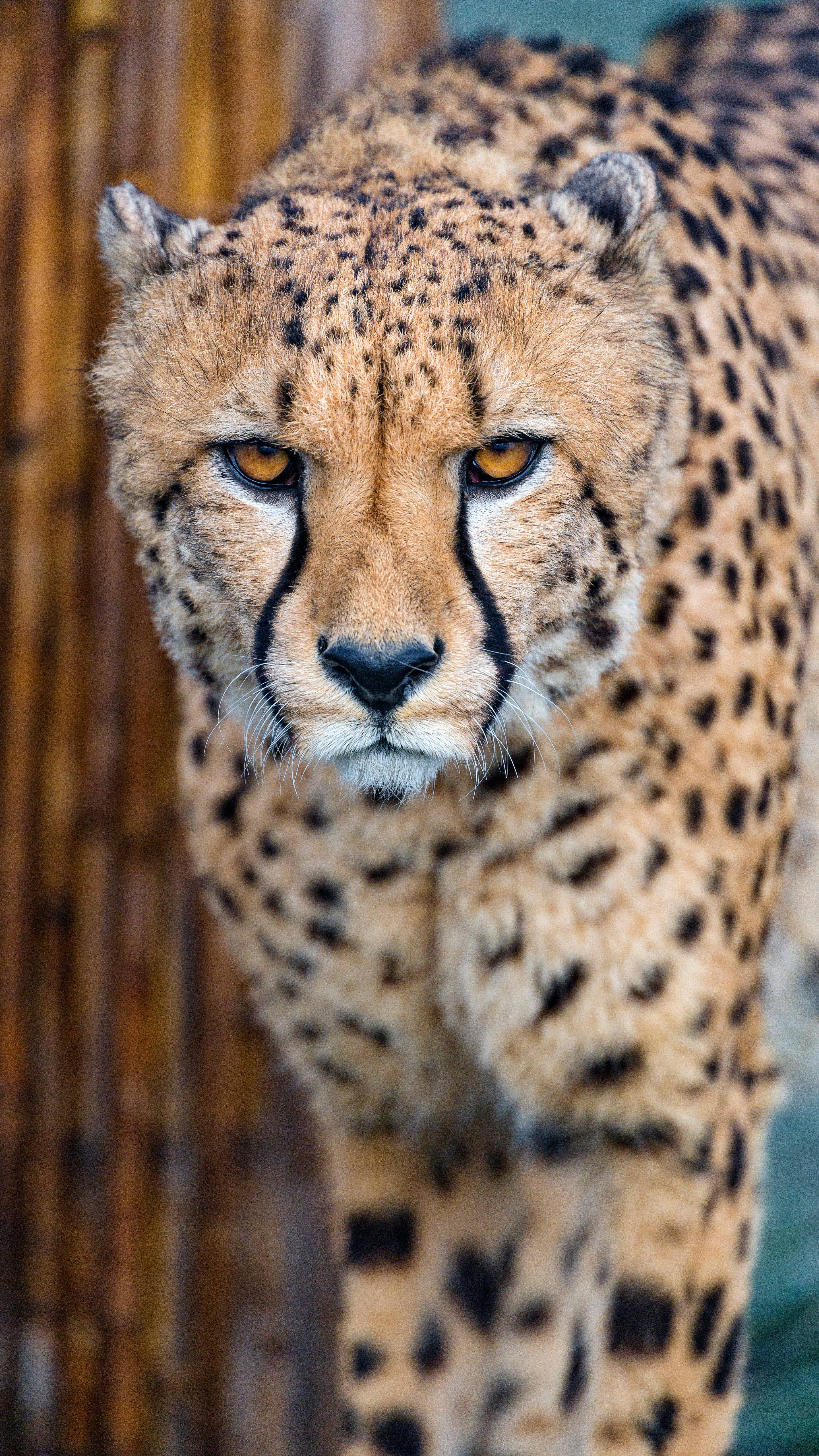 Cheetah Desktop Wallpaper IPhone Wallpaper PNG 1920x1080px Cheetah  Animal Atmosphere Biting Cat Download Free