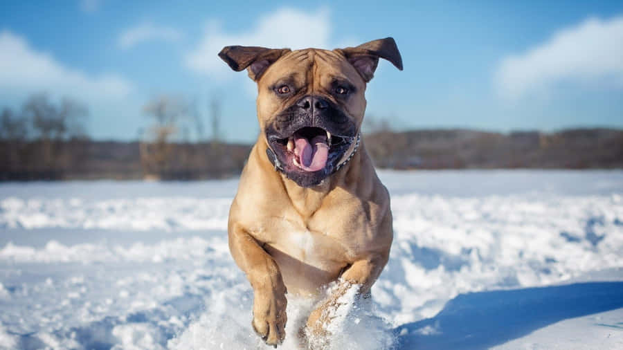 Papelde parede de animais de inverno 1920 x 1080