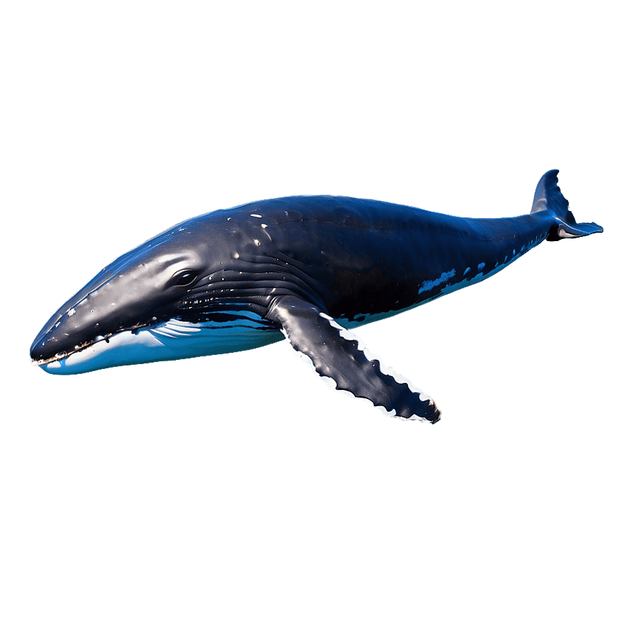 Swimming Humpback Whale Side View PNG 52