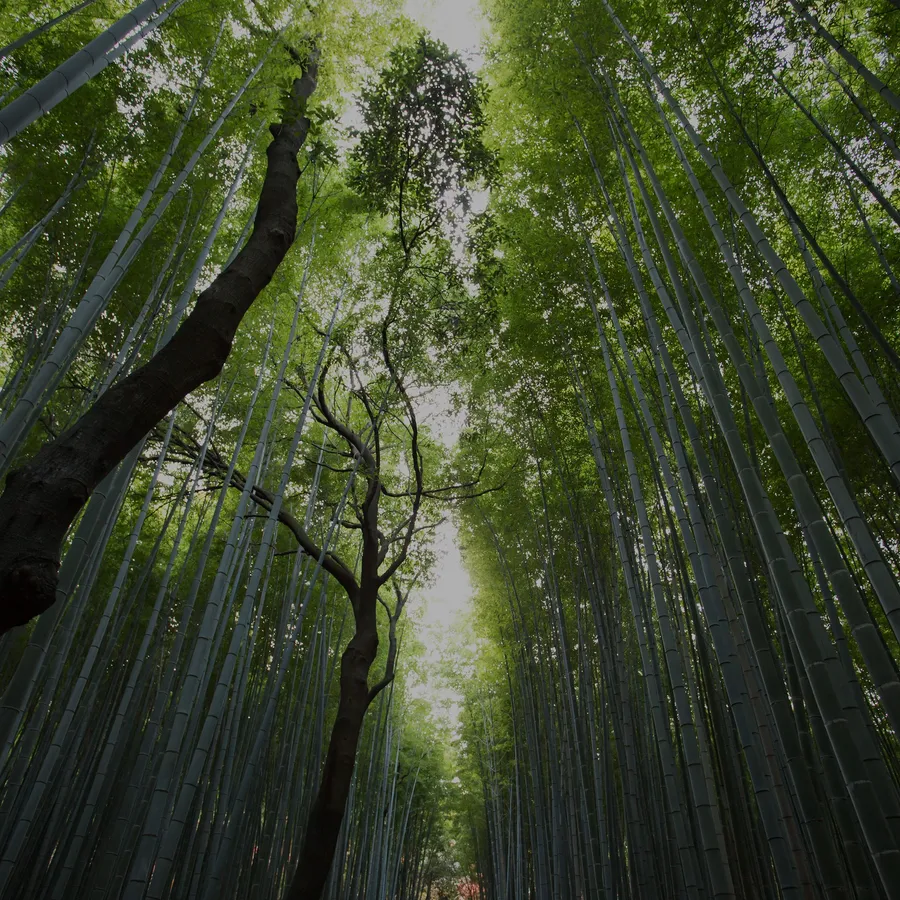 Nature Ipad