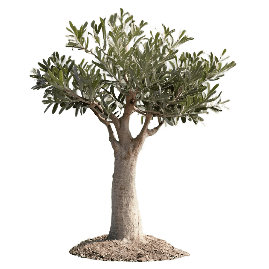 Olive Tree Environmental Benefit PNG pmq28