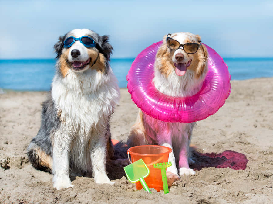 Cães à Beira da Praia com Óculos de Sol e Flutuador