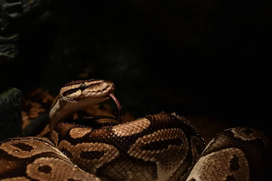 Python