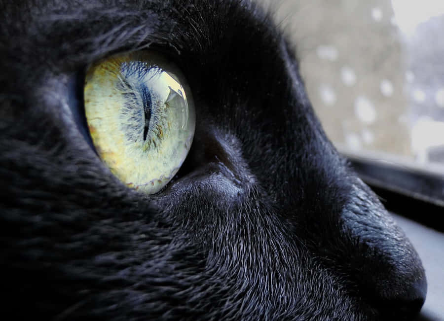 OPoder dos Olhos de Gato.
