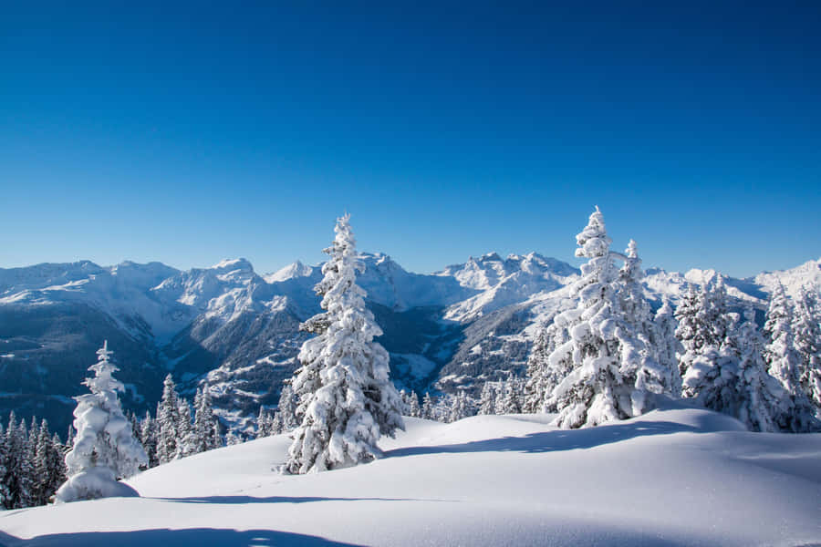 umamontanha coberta de neve com árvores
