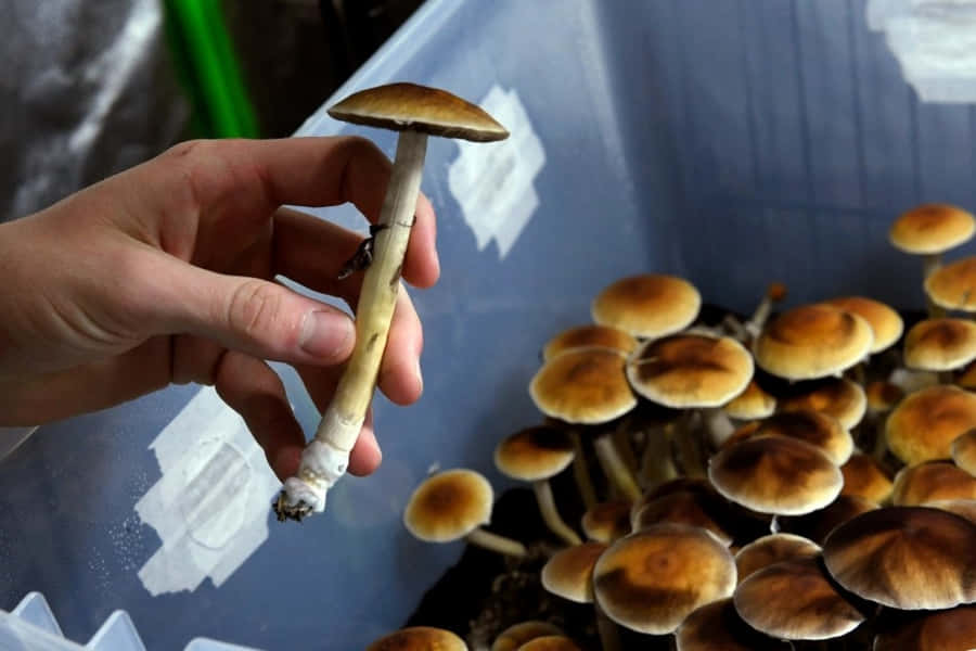 Erkundedie Wunder der Natur mit einem magischen Pilz-Campingausflug.