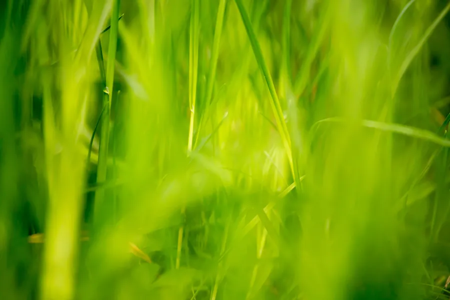 Grassy Background