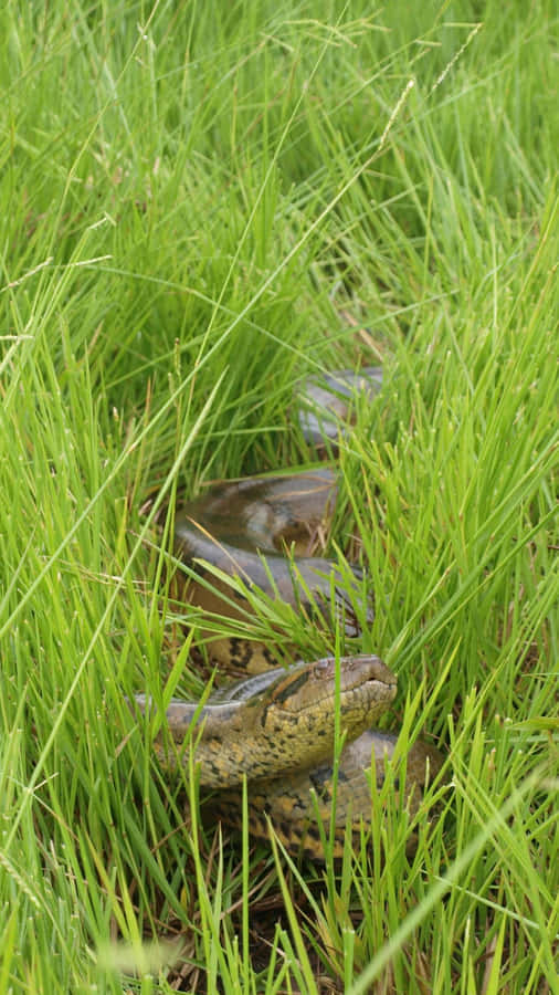 Anaconda Escondida na Grama