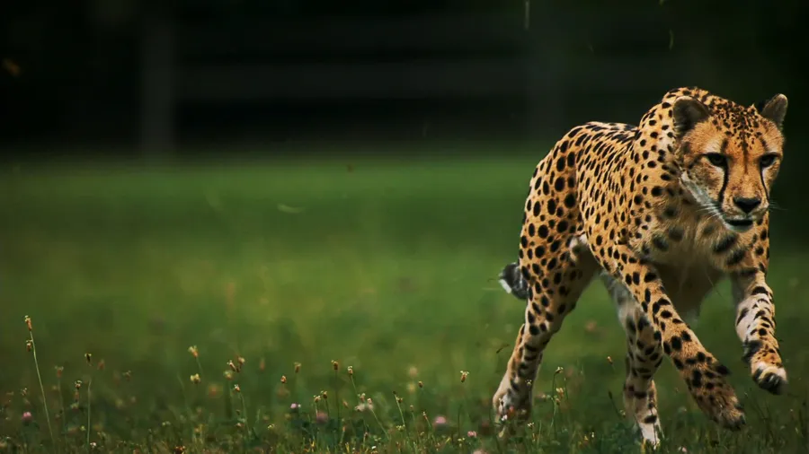 Cheetah background