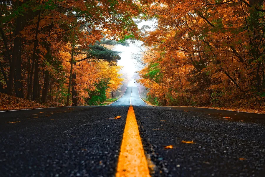 Fall Leaves Road