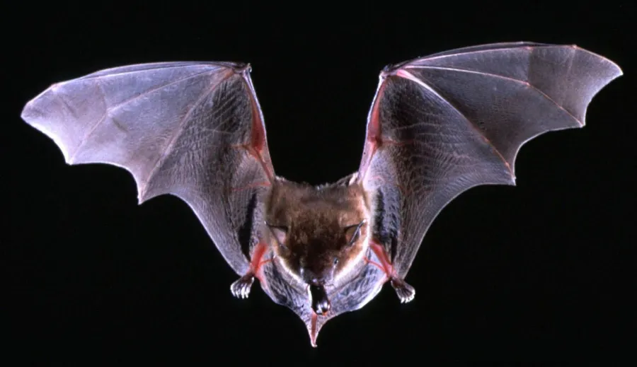 bat