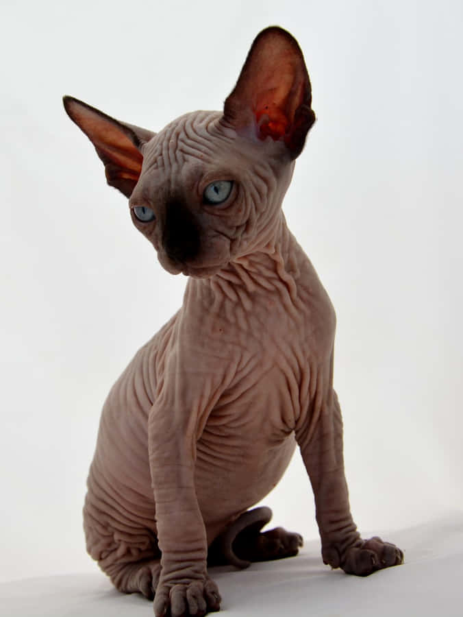 CanadiskSphynx 961 x 1279 baggrundsbillede.