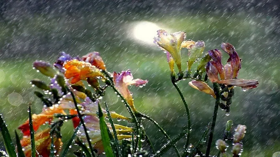 Rain pictures