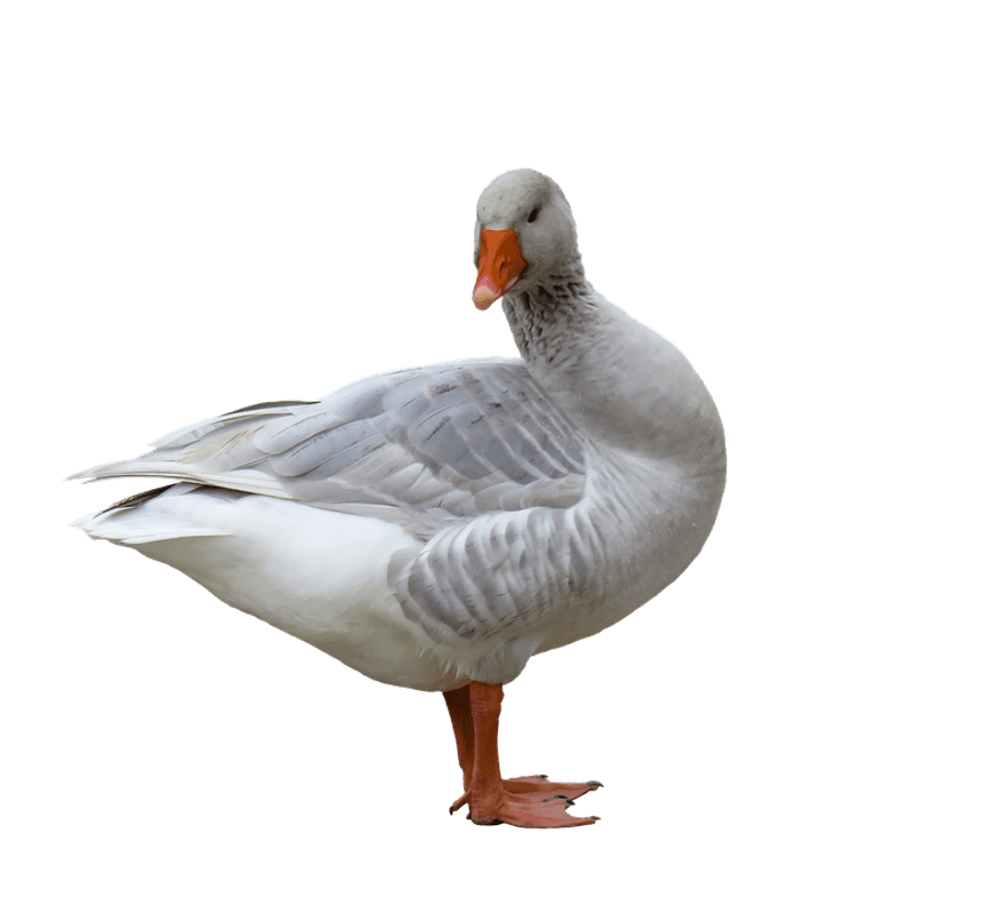Greylag Goose Standing Side View