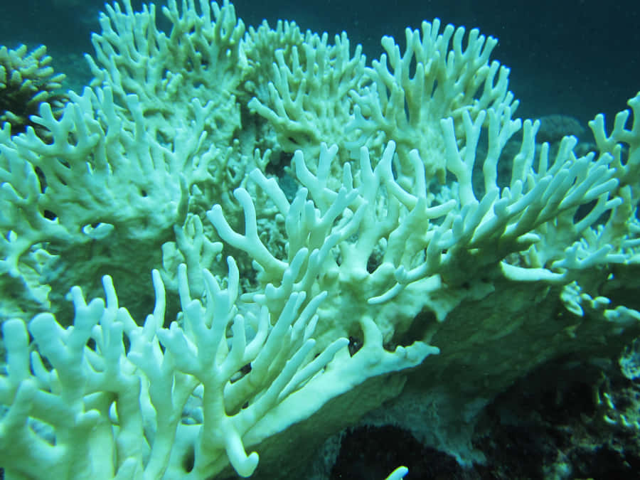 Underwater Fire Korallformation