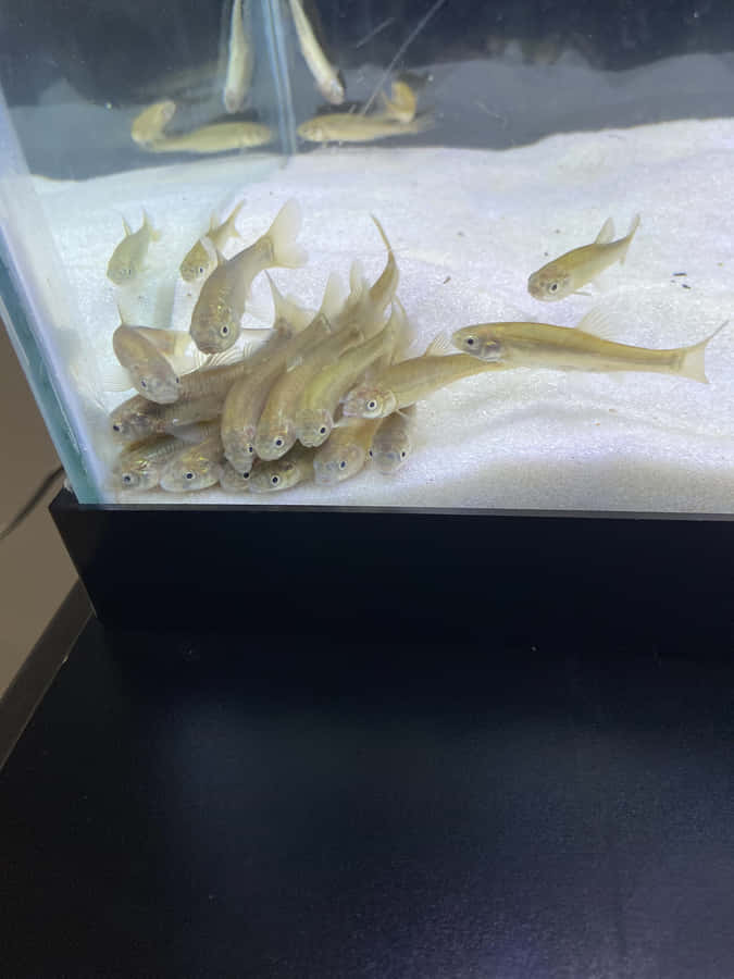 Skola av Fathead Minnows i Akvarium