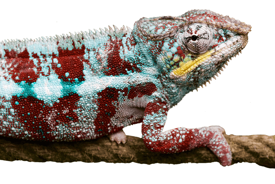 Colorful Chameleonon Branch.jpg