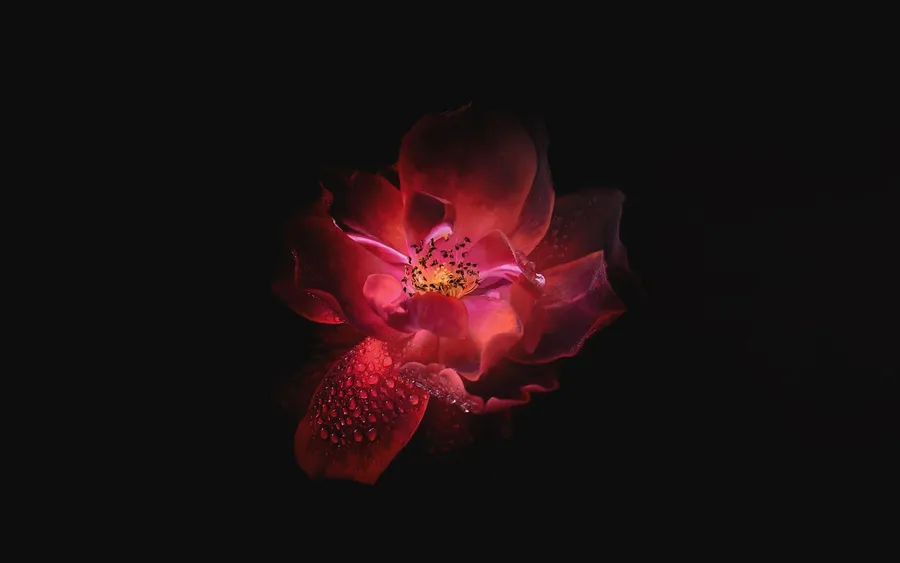 Amoled Rose 4K