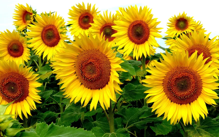Sunflower Desktop