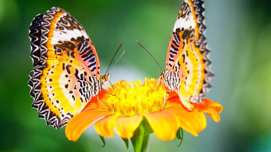 Iluminatu día con este hermoso fondo de pantalla de mariposas amarillas
