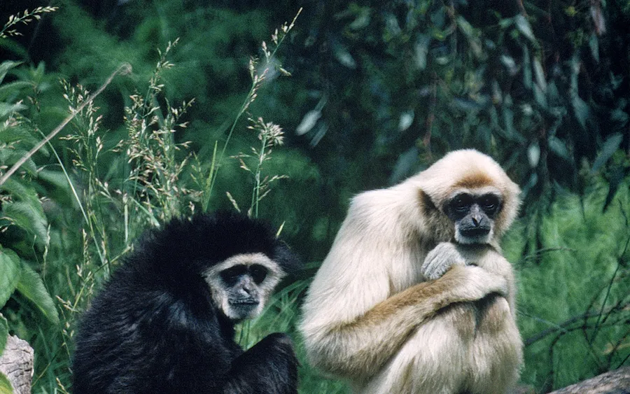 Gibbon Background