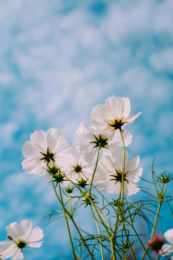 Fundode tela de primavera para Android