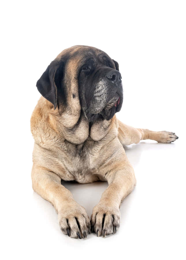 Enmajestætisk engelsk mastiff sidder i efterårsblade.