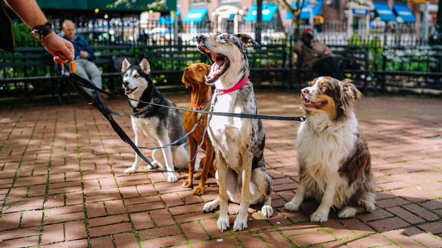 Cãesatentos e obedientes.