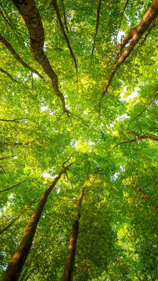 Nature Vertical
