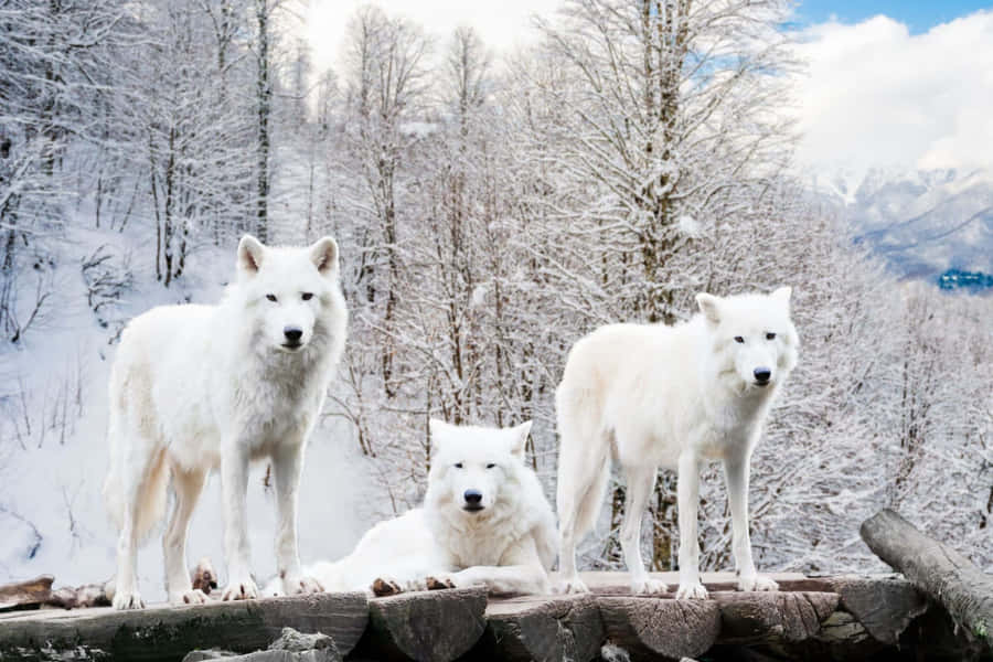 ArktischerWolf 1920 x 1280 Hintergrundbild
