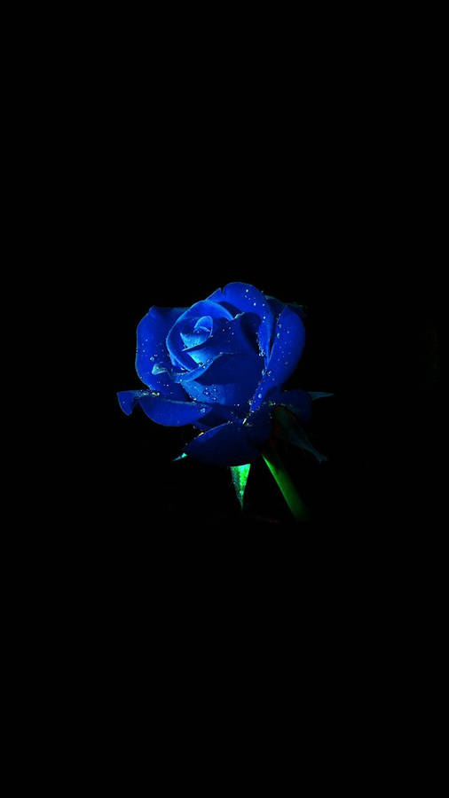 750x1334 iPhone7 wallpaper. blue rose dark flower