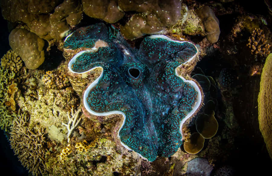 Kæmpe Klam Coral Reef