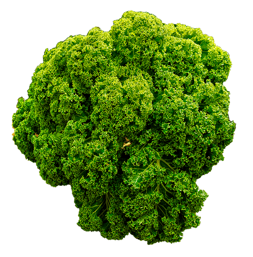 Fresh Green Curly Kale