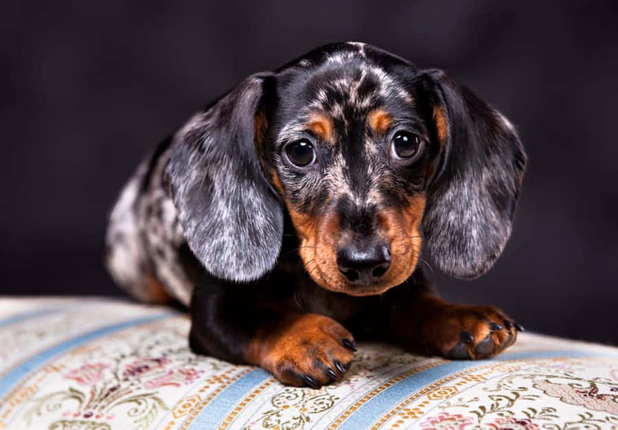 Enlille sort og brun dachshund hvalp, der ligger på en pude.
