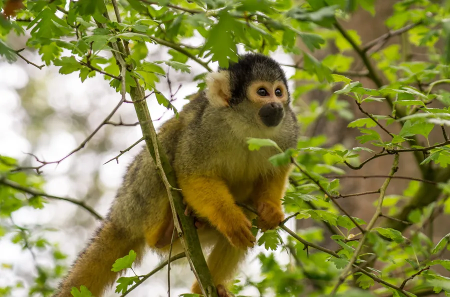 Cute Monkey background