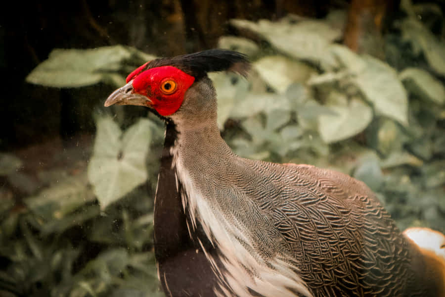 Perfil de Faisão de Rosto Vermelho