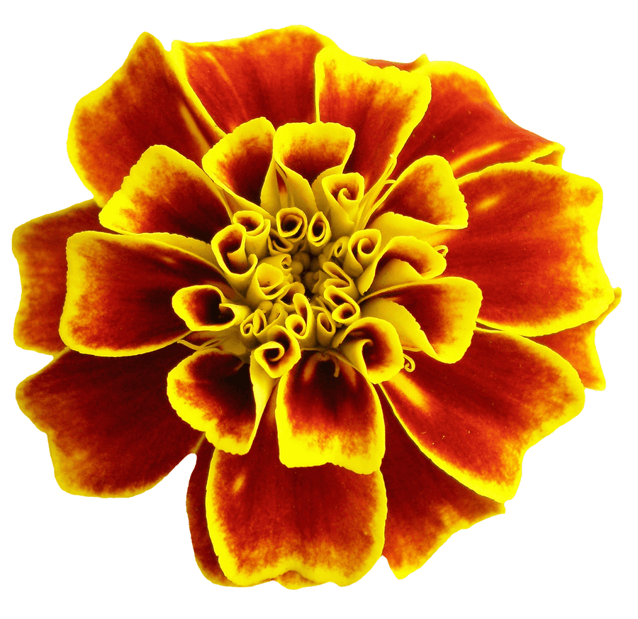 Vibrant_ Marigold_ Closeup